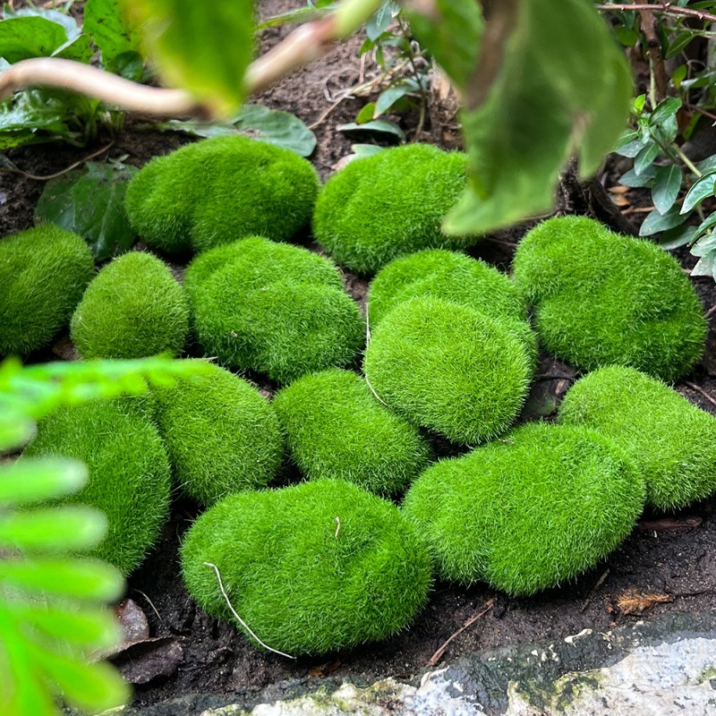 5/30 Buah Batu Lumut Simulasi  - Sphagnum Moss Dry ulasan dan harga