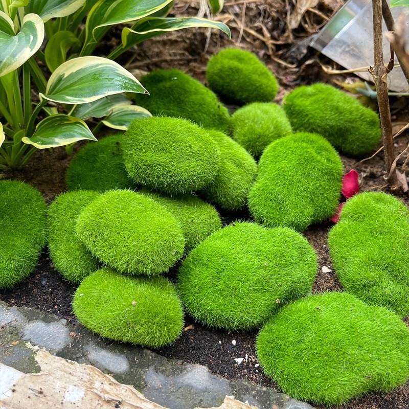 5/30 Buah Batu Lumut Simulasi  - Sphagnum Moss Dry ulasan dan harga