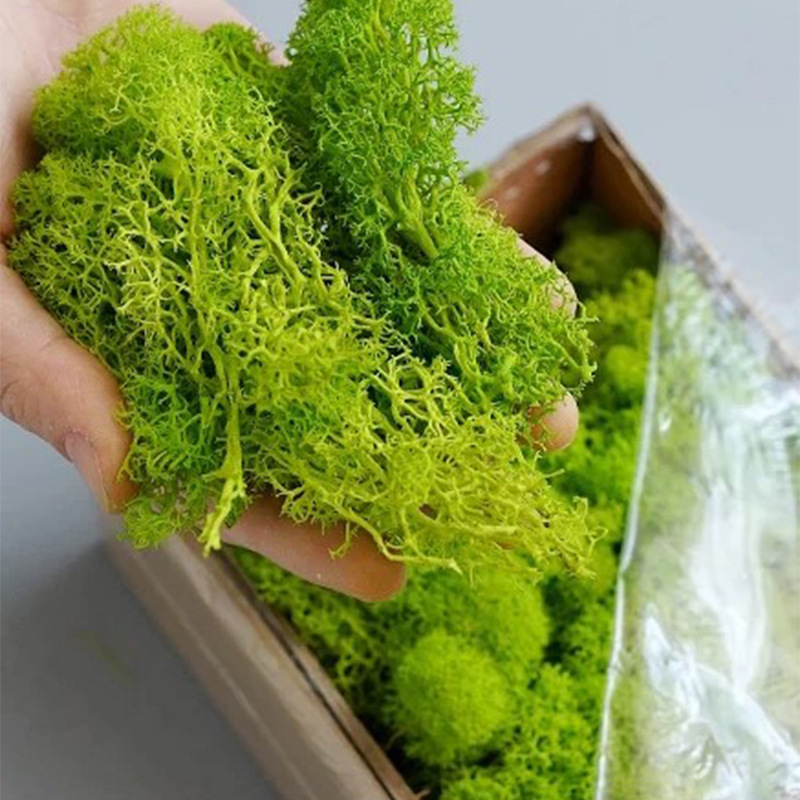 100/200/500G Lumut Kehidupan A - Sphagnum Moss Dry ulasan dan harga